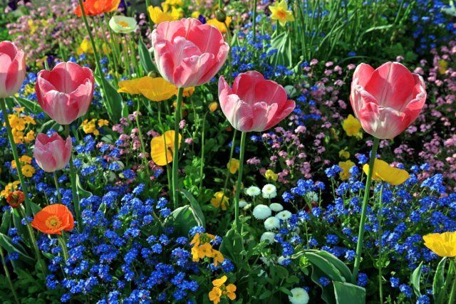 pink tulips and multicolored garden flowers with sunlight, horizontal image, selective focus 