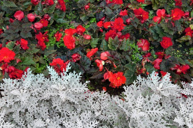 Multicolored flowerbed. 