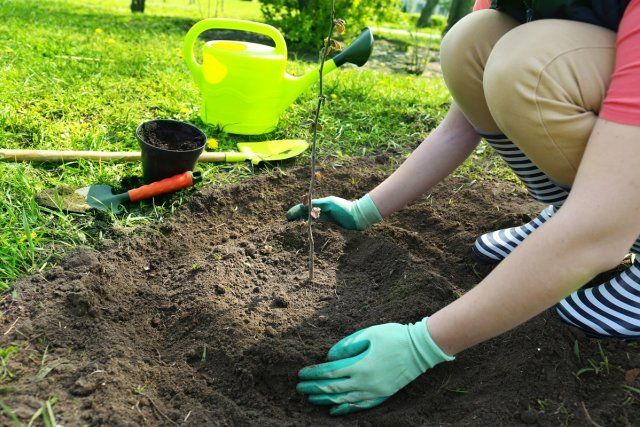 Gardener planting tree in spring