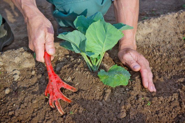 Окучивание капусты / Hilling young seedlings of cabbage in the garden in the spring