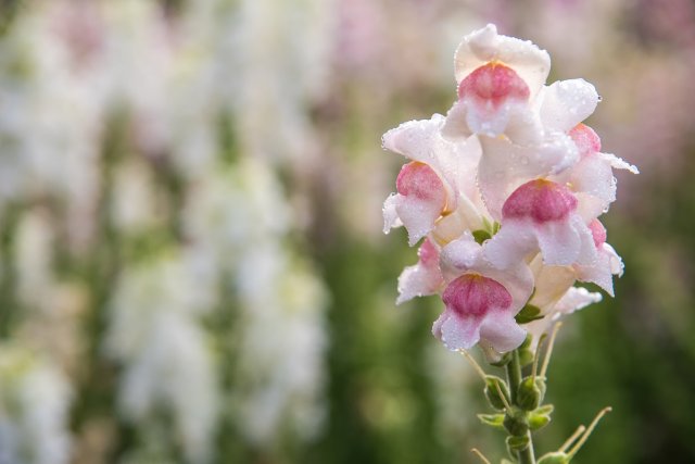 Antirrhinum majus dragon flower in bloom in garden.