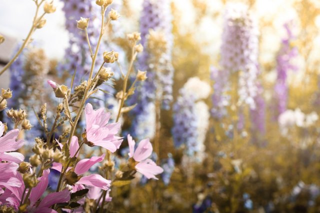 delicate floral background pink hollyhock in the morning sun