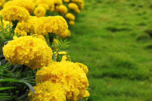 Hedge of yellow marigolds in a grass lawn. Genus - Tagetes