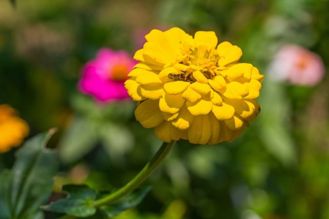 Close up of yellow zinnia (Zinnia violacae Cav.) flower