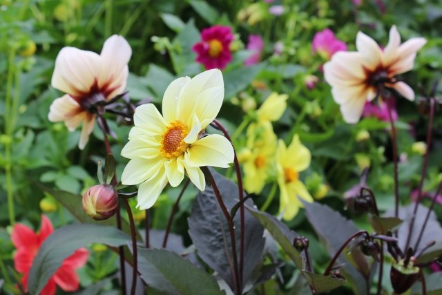 Blossoming yellow dahlias in garden 