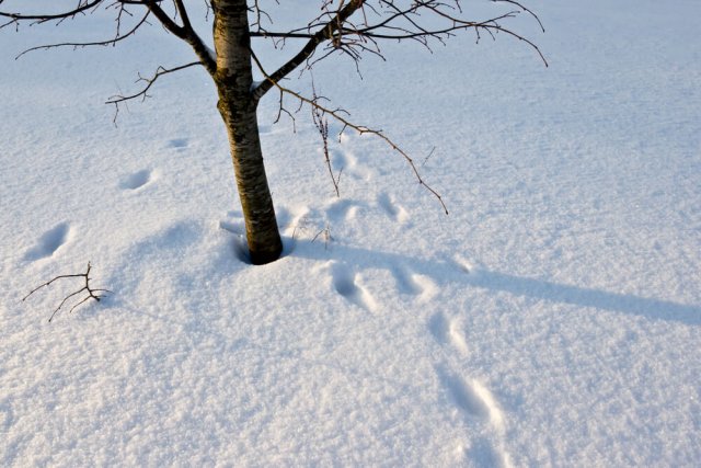 Снег под деревьями