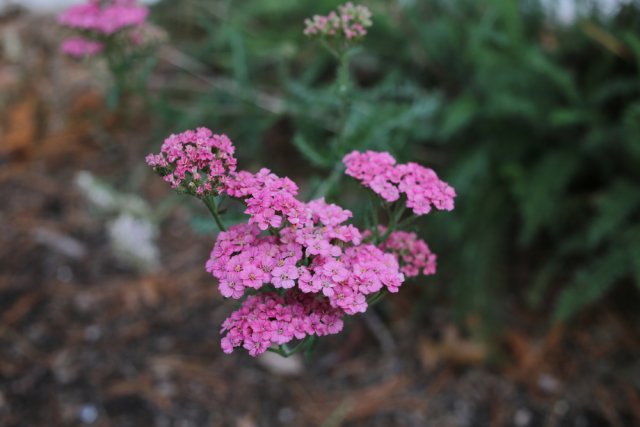 сорт тысячелистника Lilac Beauty 