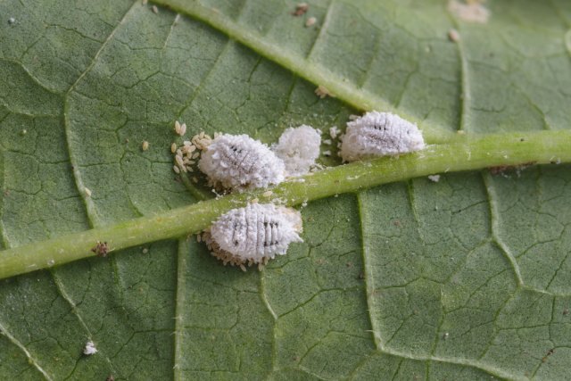 mealybug