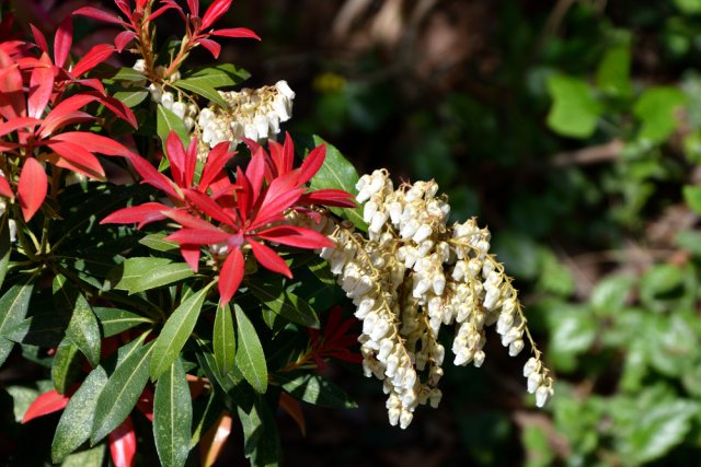 japonský pieris