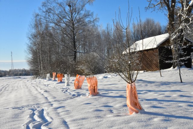 Защитное укрытие деревьев зимой