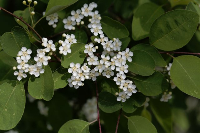 Cotoneaster červenající se (mnohokvětý)