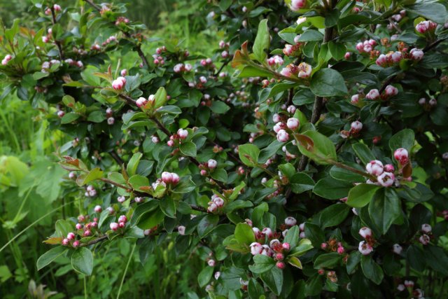 Cotoneaster se roztáhl