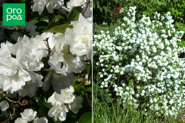 Чубушник Букет Бланк (Bouquet Blanc)