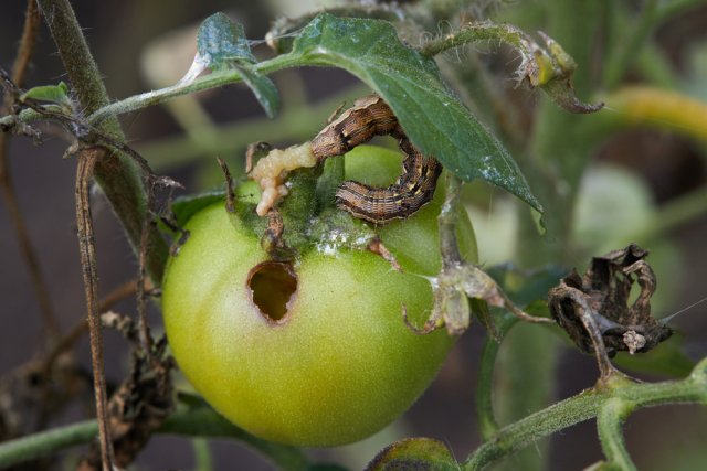 larva tobolky bavlníkové