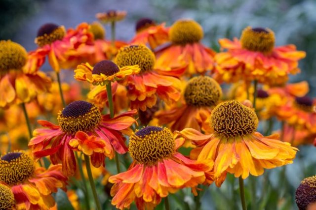 4. Helenium podzim