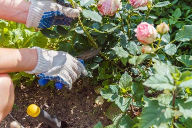 Stříhání růží floribunda v létě