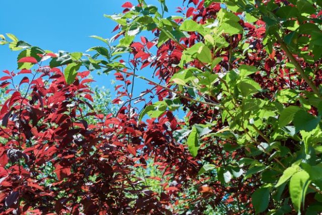 Черемуха виргинская (Padus virginiana)