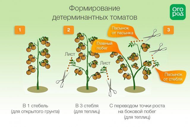 Формирование высокорослых томатов в теплице