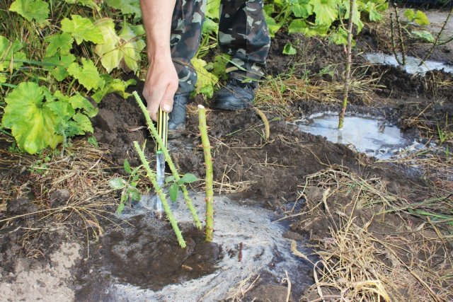 Какие удобрения вносить зимой под розы