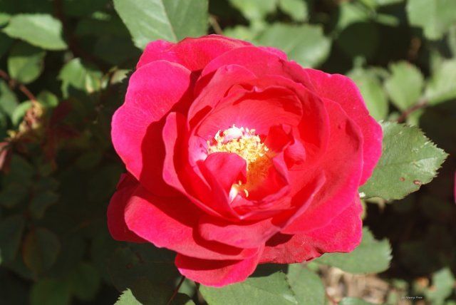 winnipeg parks rose