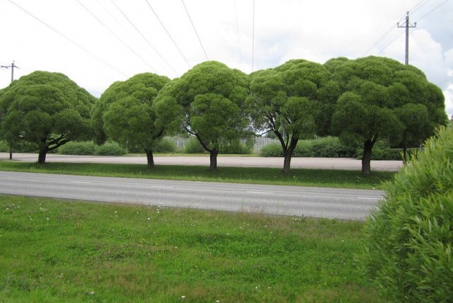 ива ломкая Булата