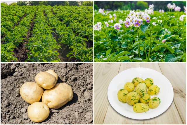 Field with rows of planted young potatoes, potato field during the flowering period, Several potatoes on the field on a background of the soil and White dish with boiled young potatoes with butter, sprinkle with chopped dill on a wooden surface.