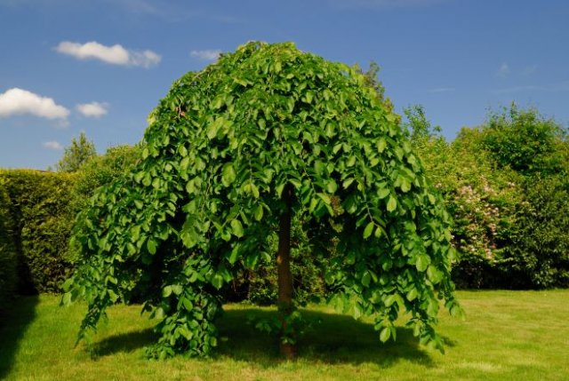 Вяз шершавый Пендула (Pendula)