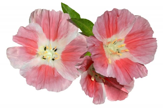 Three delicate pink flowers close-up isolated on white background