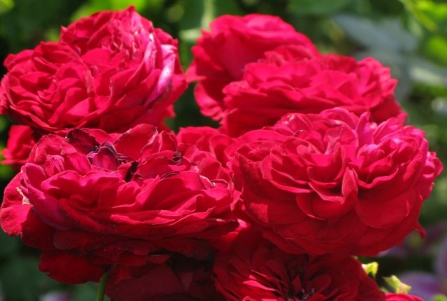 floribunda Rose Rotkappchen