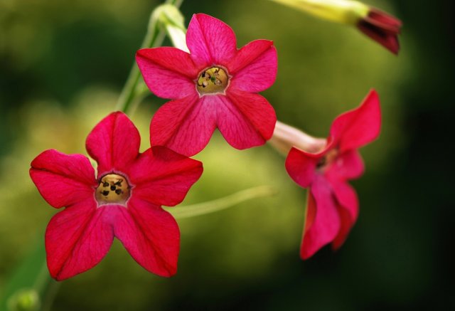 Fragrant tobacco of pink color against a dark background