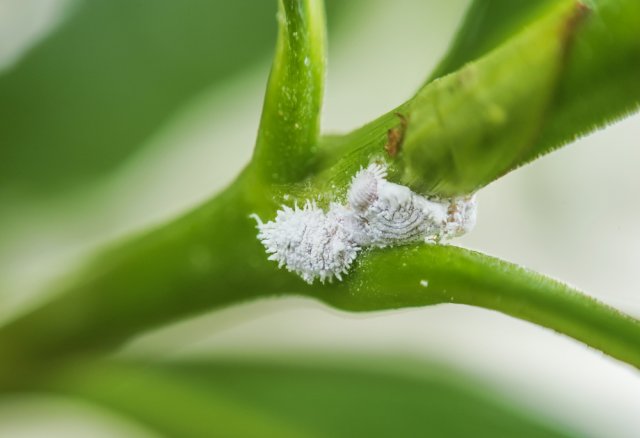 mealybug