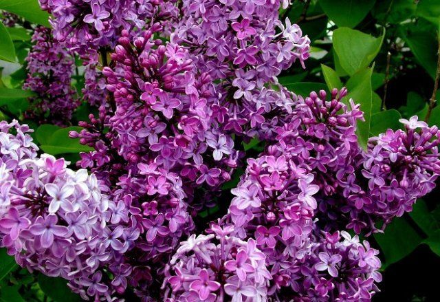 Lilac obyčejný