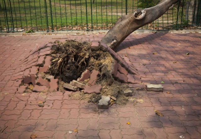 дерево вырвало с корнем