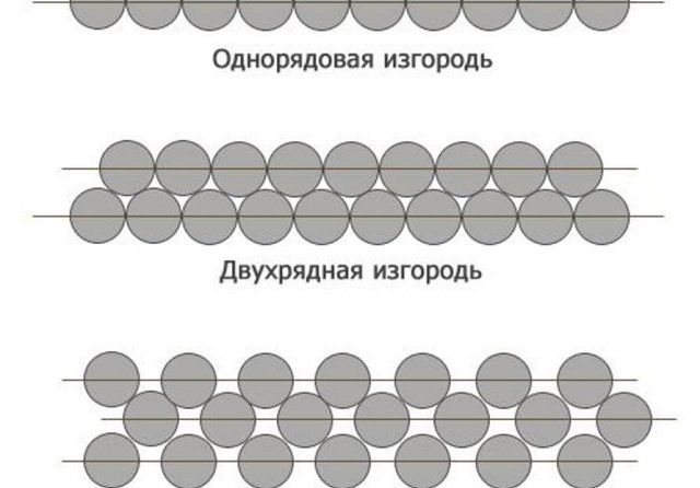 Посадка бирючины для живой изгороди схема посадки