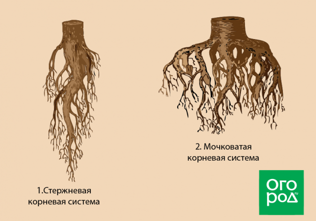 Красив корень