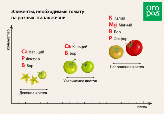 Схема питания томатов