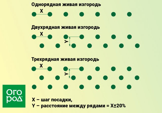 Кизильник для живой изгороди схема посадки