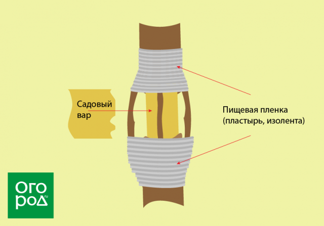 прививка мостиком