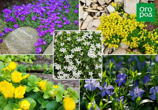 Barvínek malý rozchodník žíravina loosestrife zpeněžit izotom obrieta foto