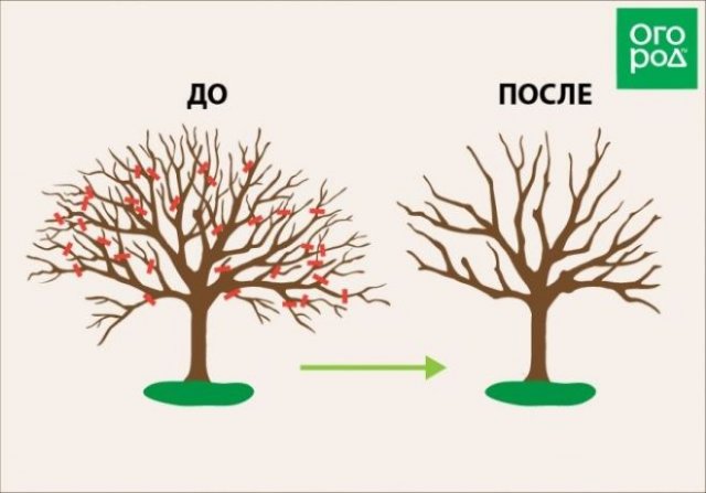 Обрезка старой яблони