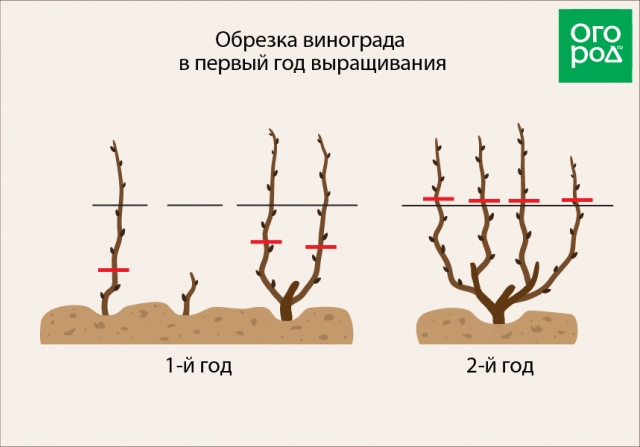 Посадка винограда поздней осенью в открытый грунт саженцами