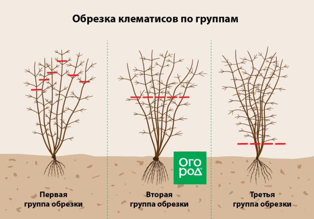 Как пересадить взрослый клематис на другое место осенью