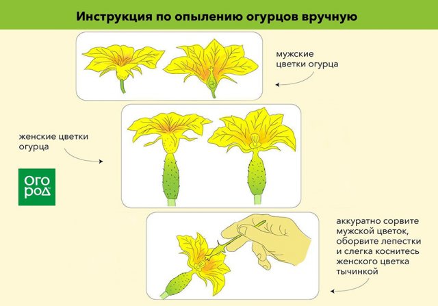 Как опылять огурцы в теплице без пчел