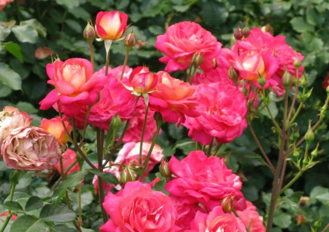 floribunda Rose Gebruder Grimm