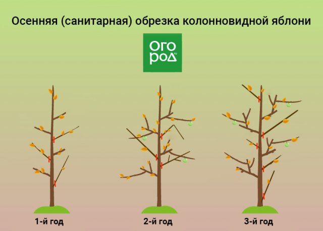 Обрезка колоновидной яблони осенью для начинающих в картинках пошагово