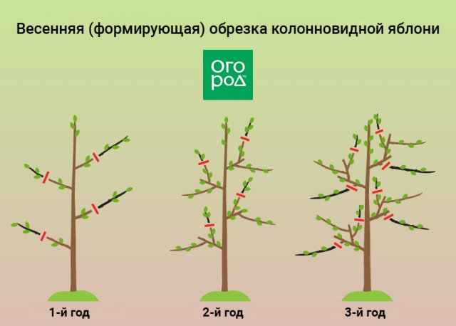 Обрезка колоновидных яблонь весной схема для начинающих