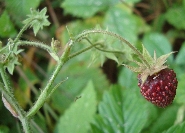 Земляника мускатная (Fragaria moschata)