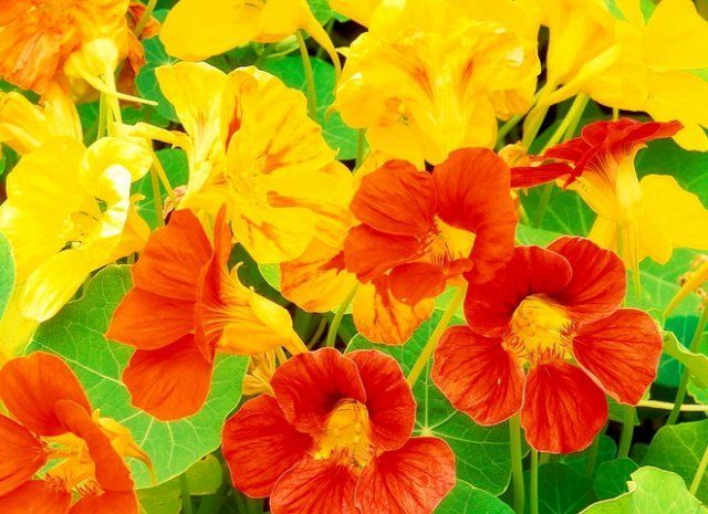 Nasturtium velký