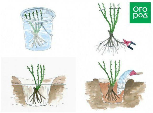 Схема посадки розы в грунт
