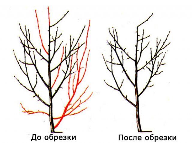 Schéma prořezávání švestek